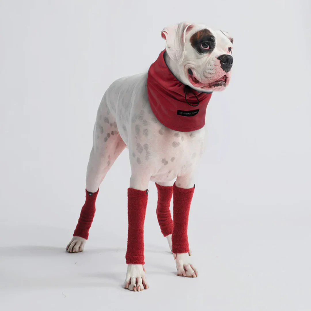 Anxiety Calming Dog Earmuff Protector - Image 9