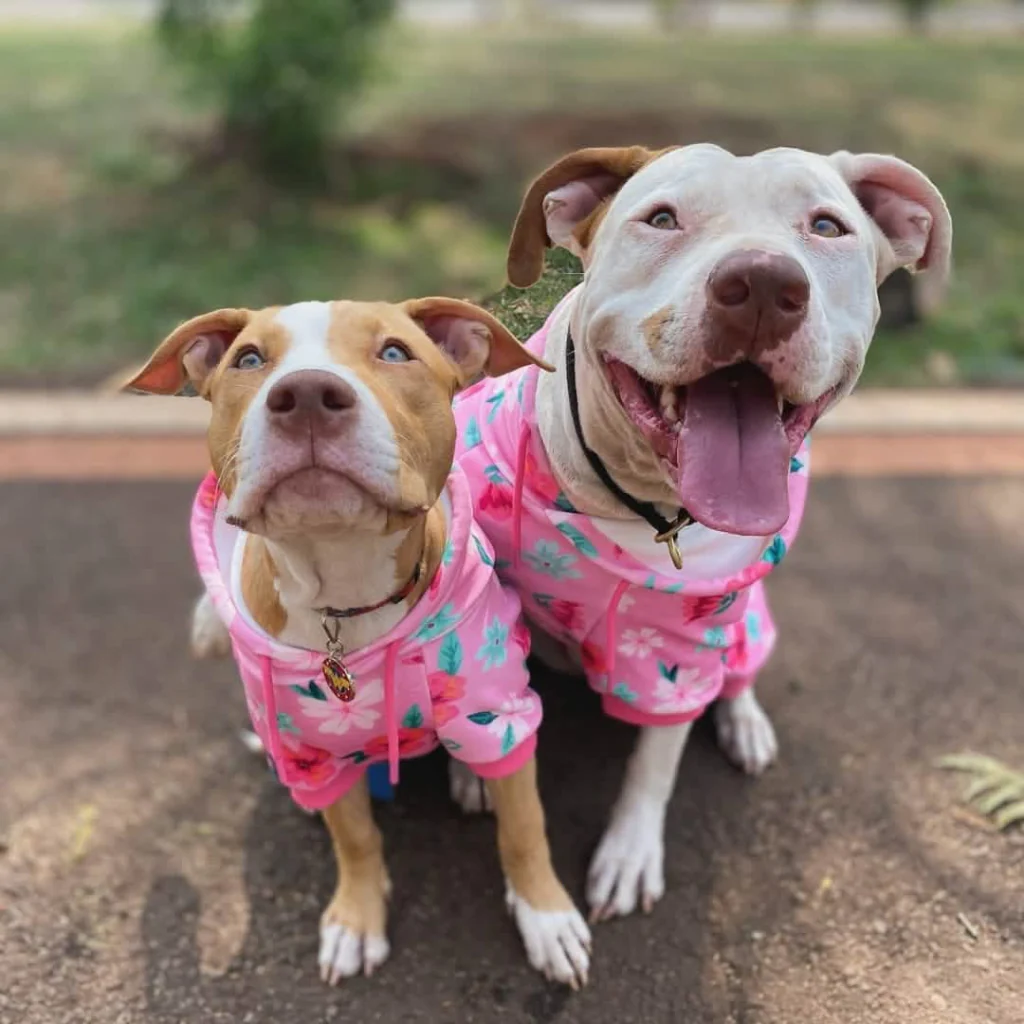 Blossom Dog Hoodie - Pink - Image 13