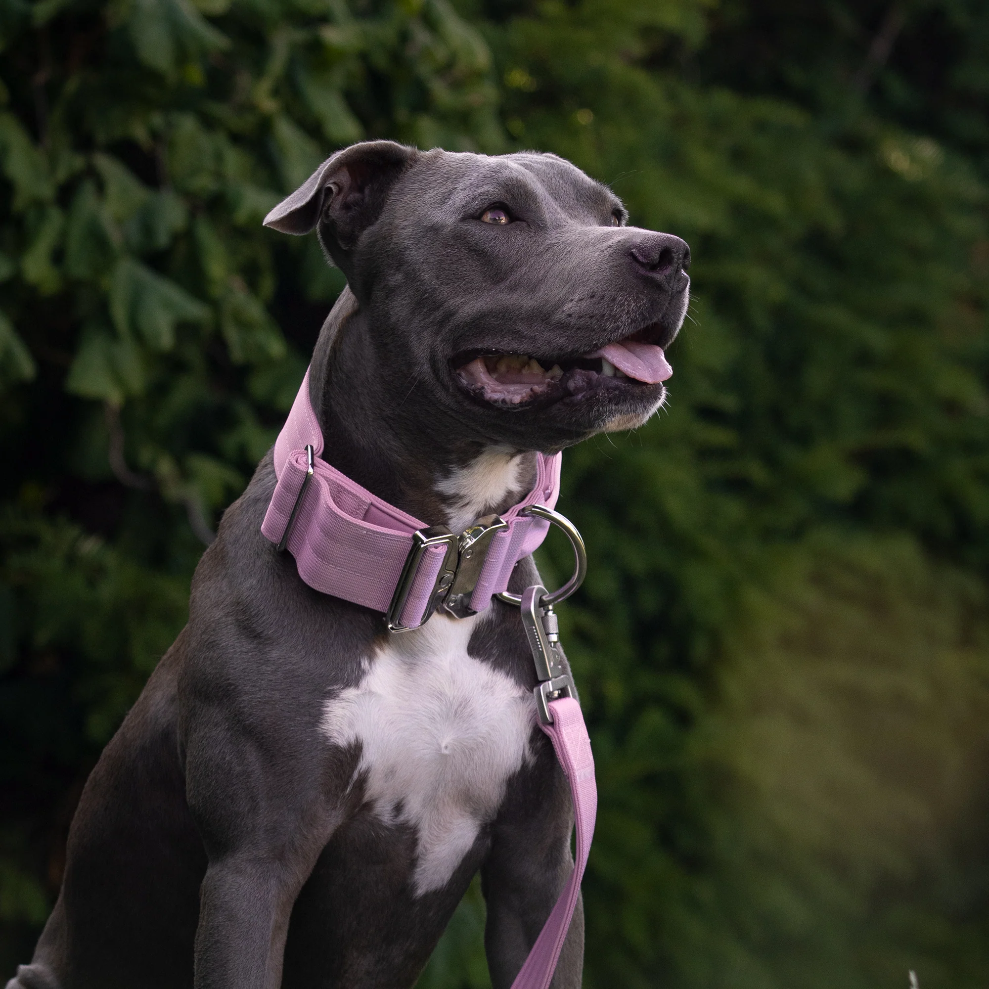 Comfort Control Collar and Multipurpose Leash Sets - Image 56