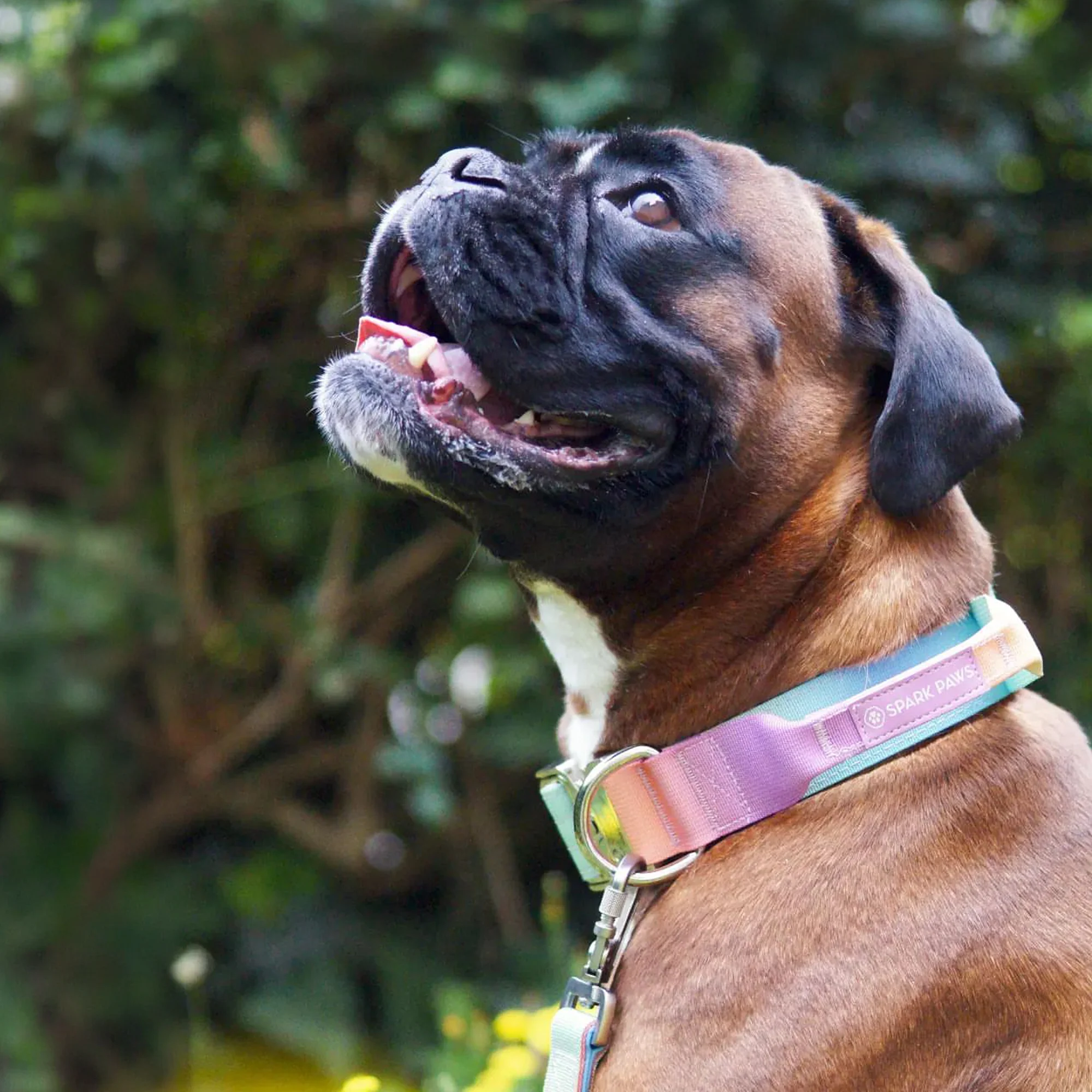 Comfort Control Collar and Multipurpose Leash Sets - Image 7