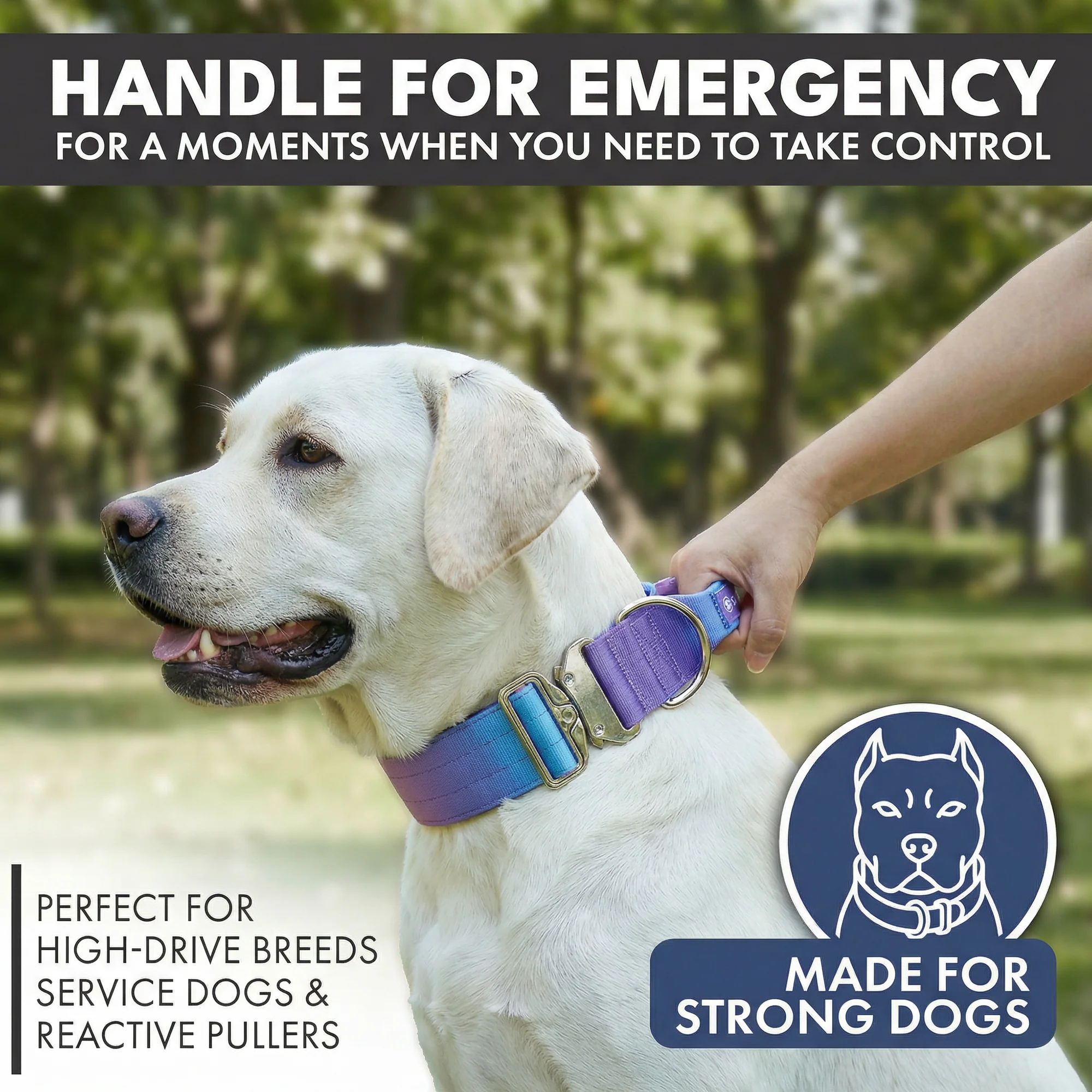 Comfort Control Collar and Multipurpose Leash Sets - Image 9