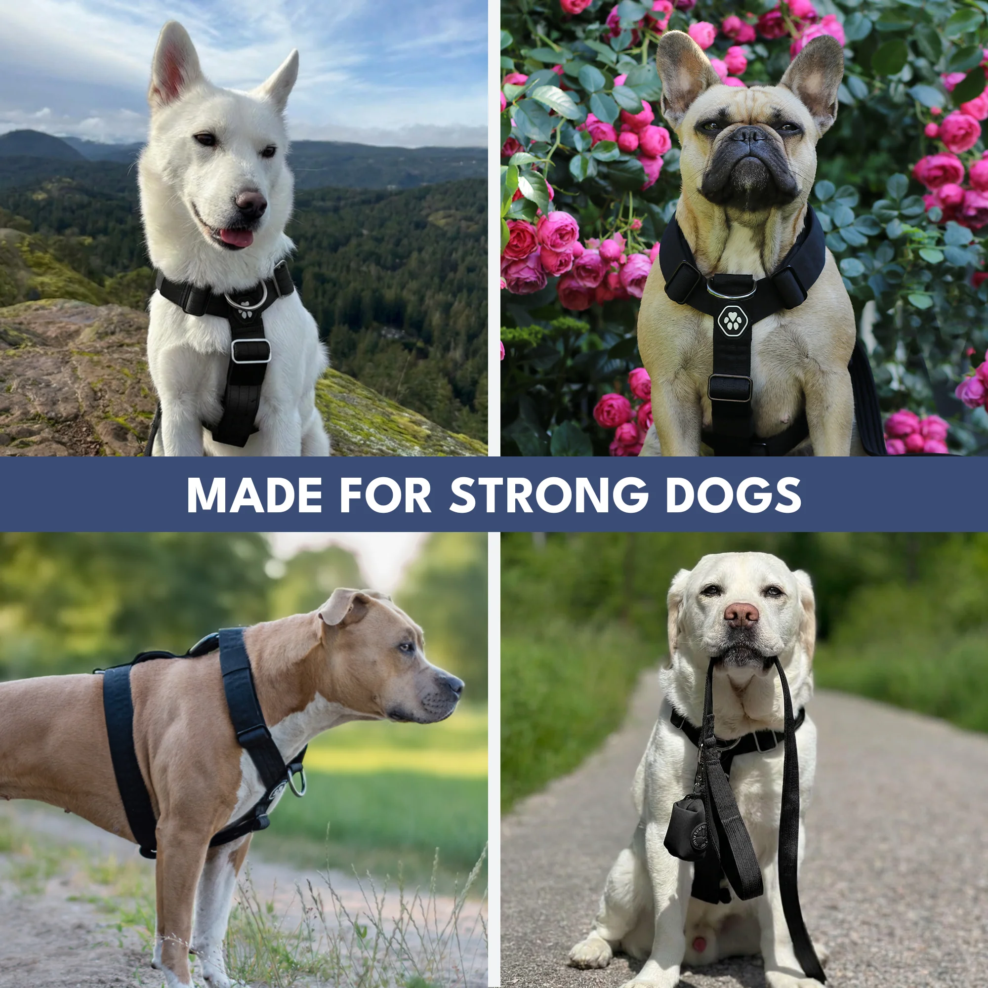 Comfort Control No-Pull Dog Harness - Black - Image 7