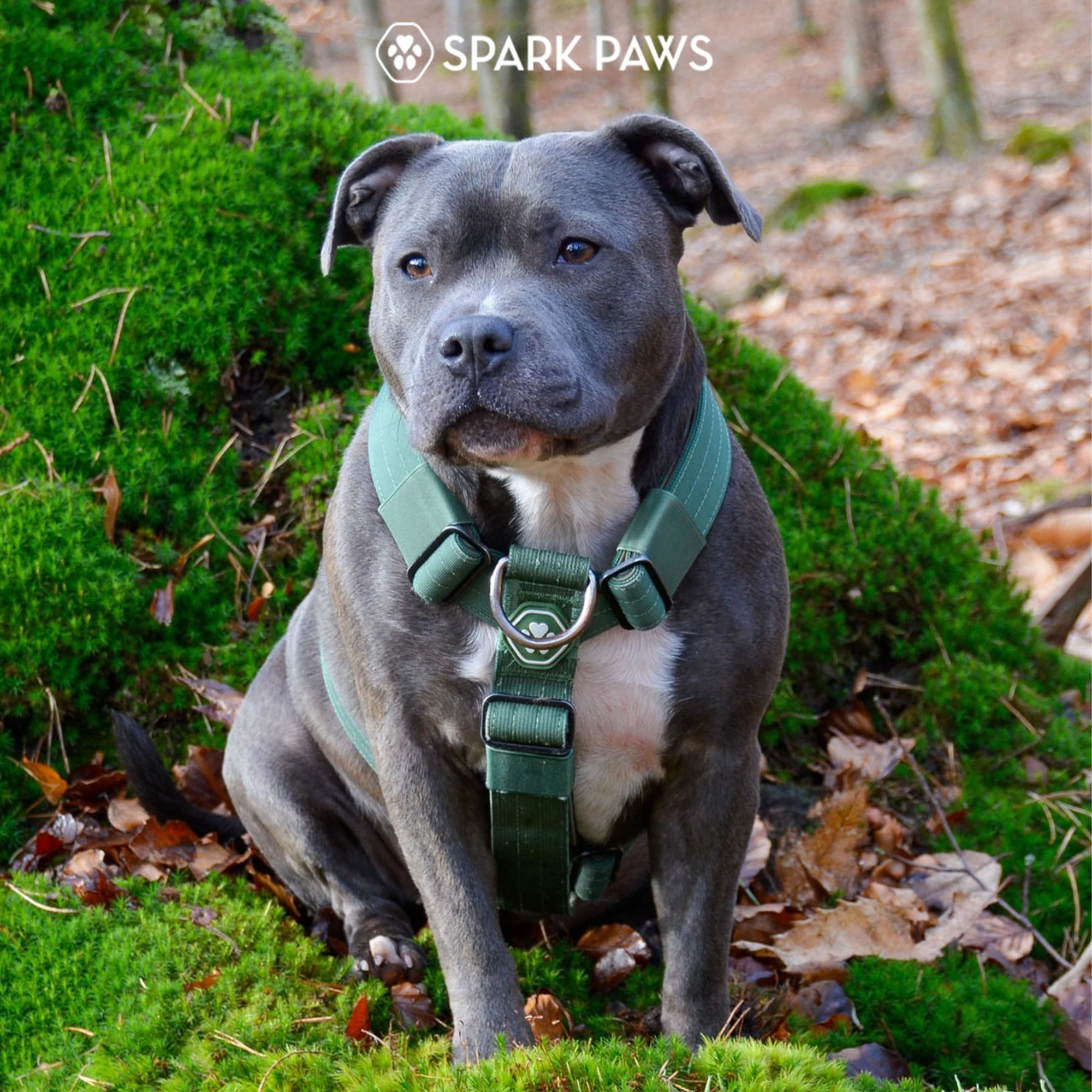 Comfort Control No-Pull Dog Harness - Green - Image 8