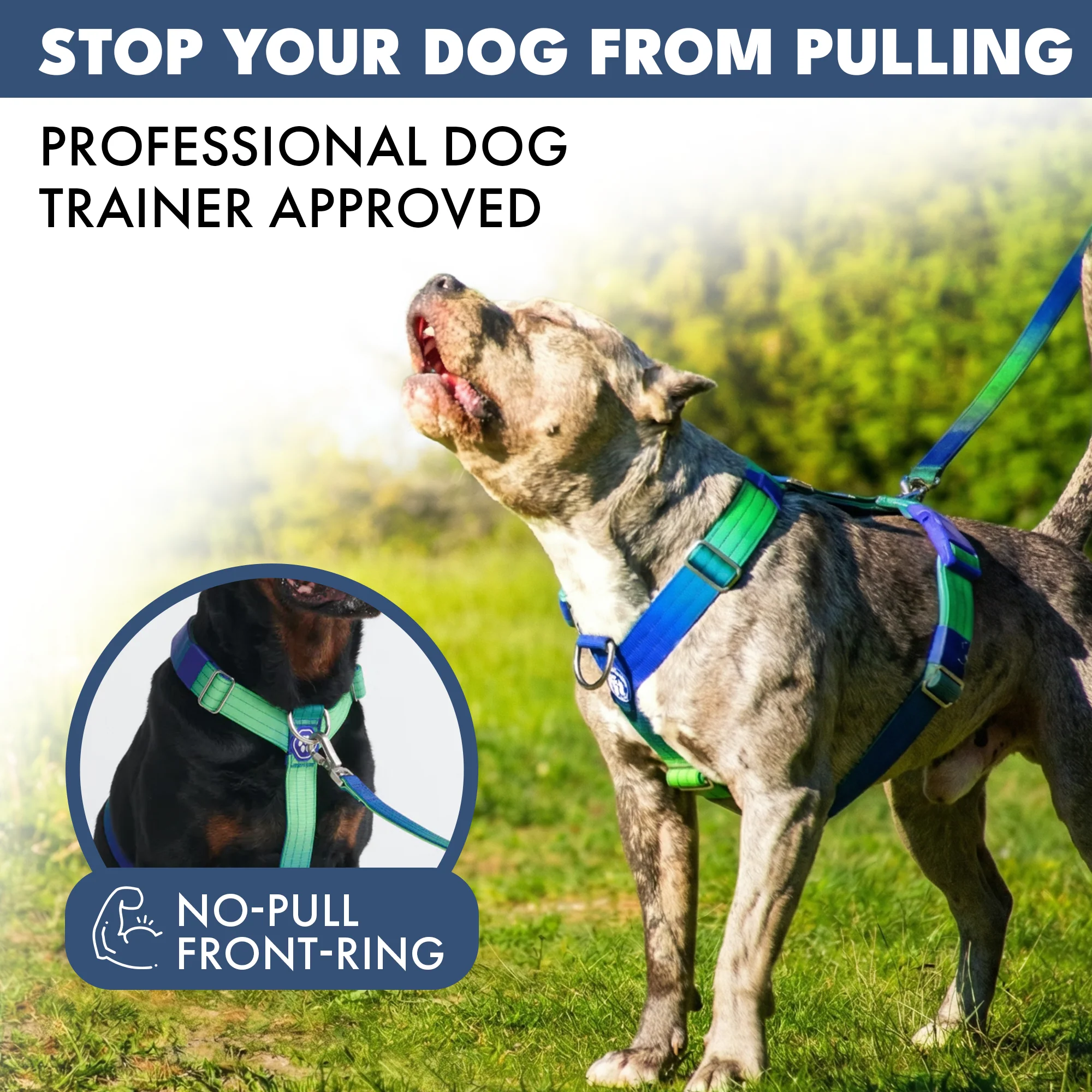 Comfort Control No-Pull Dog Harness Set - Lime Wave - Image 3
