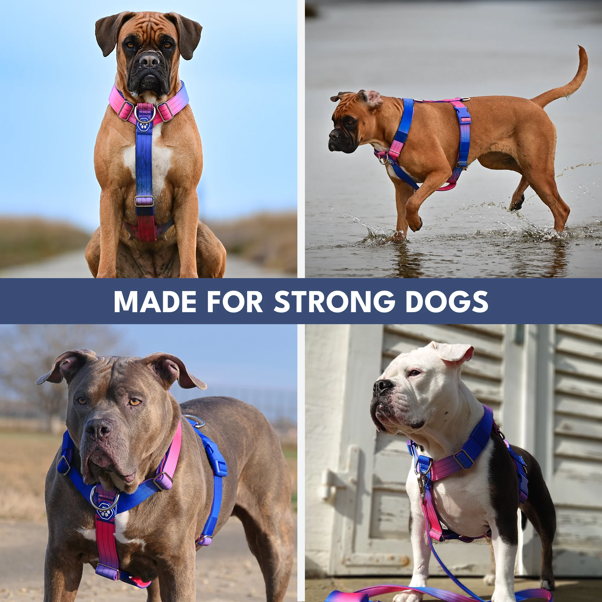 Comfort Control No-Pull Dog Harness - Snow Cone - Image 7