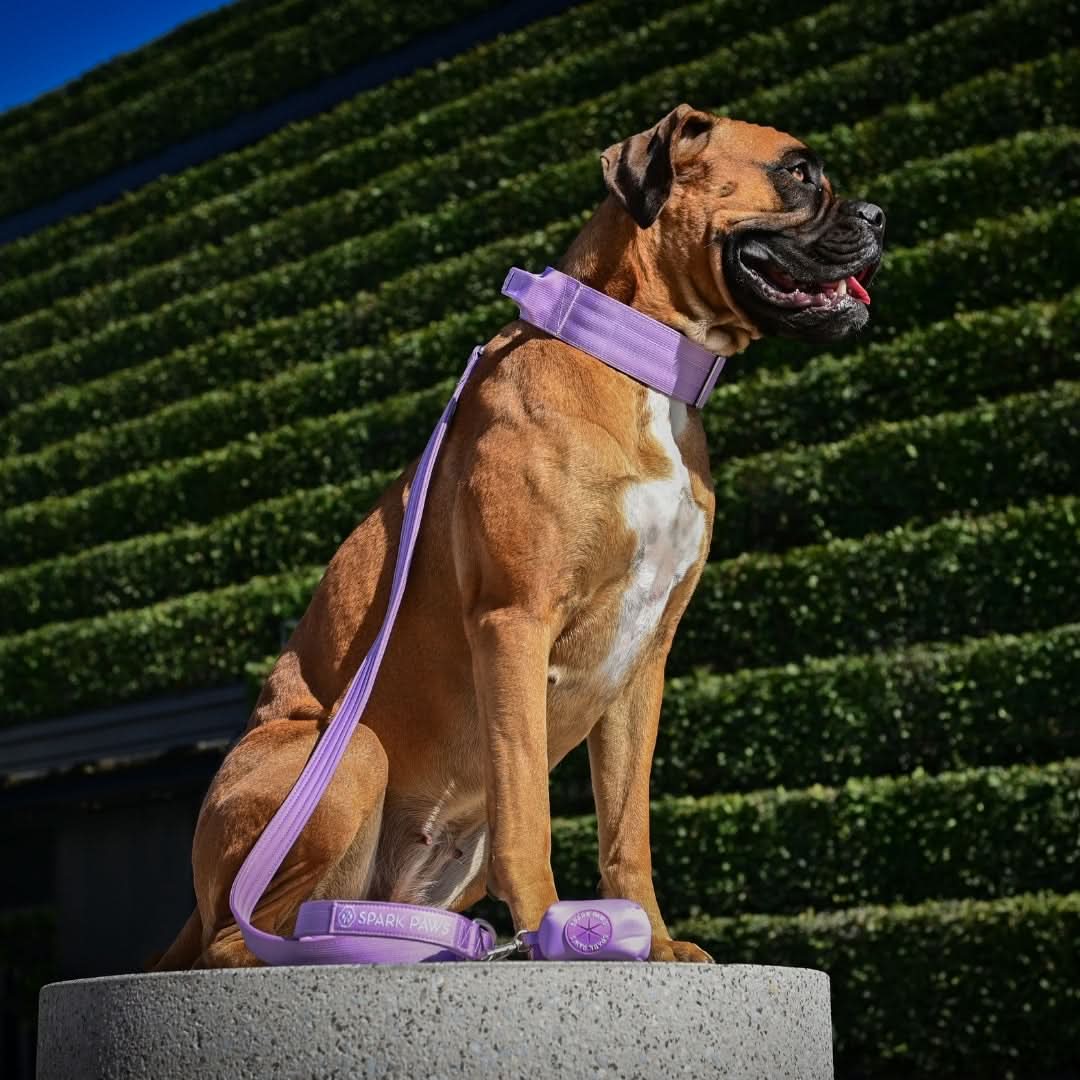 Leash and Poop Bag Holder Set - Image 39