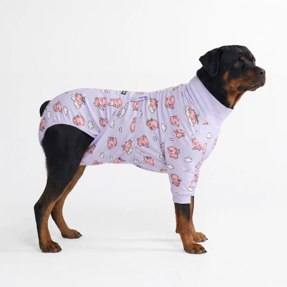 Dog Surgical Suit - When Pigs Fly - Image 6