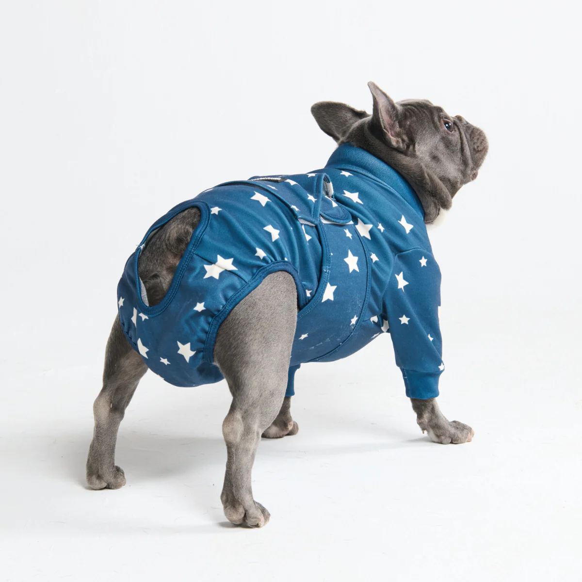 Dog Surgical Suit - Stars - Image 11