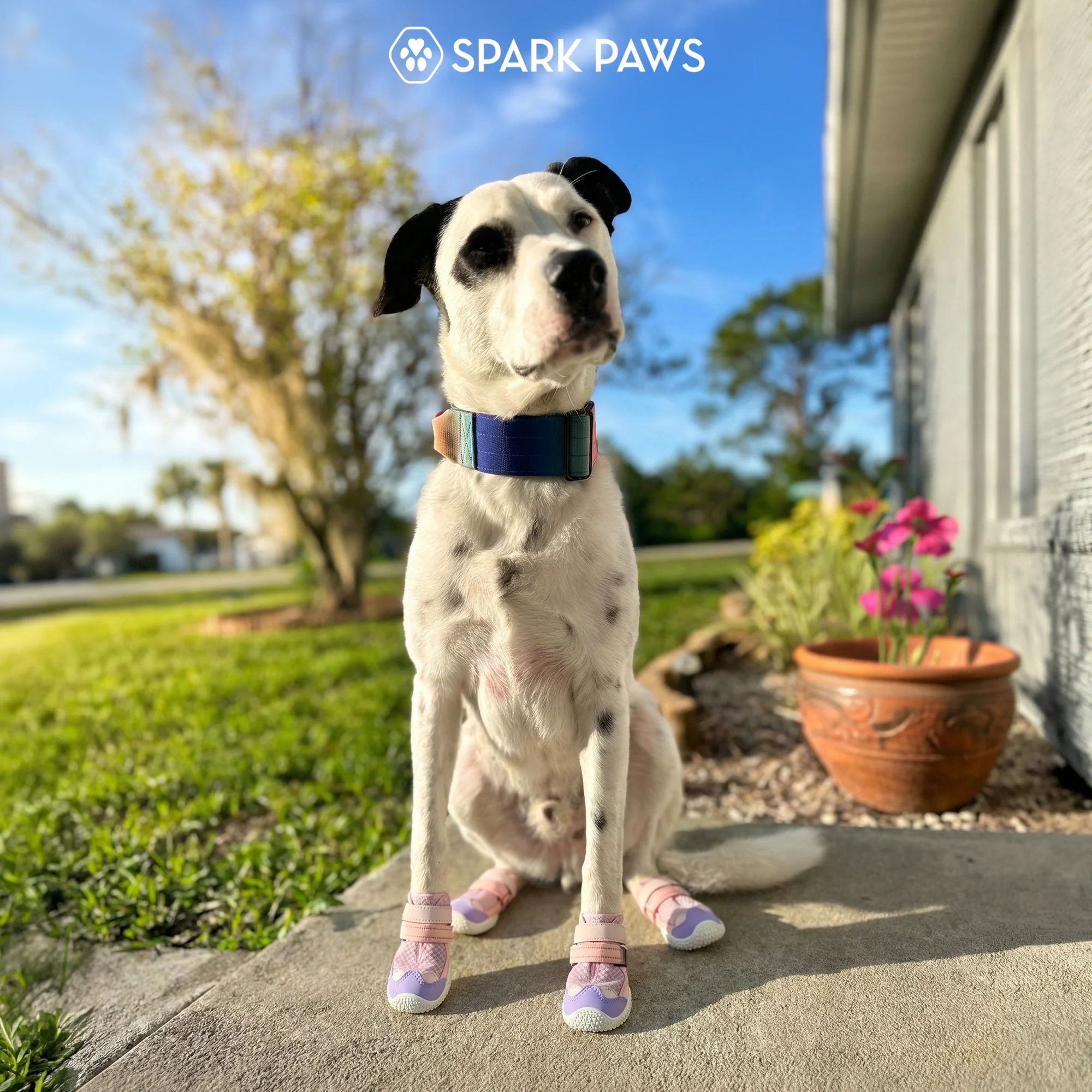 Hot Pavement Pawtector Dog Shoes - Image 6