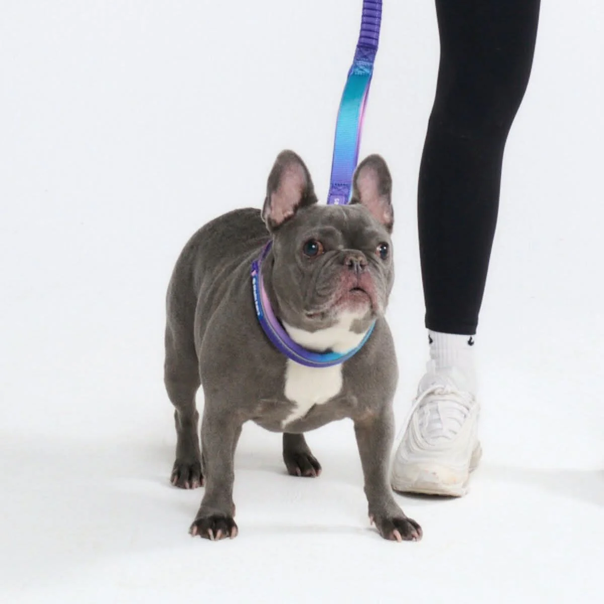 Cushioned Martingale Collar - 90s Retro - Image 4