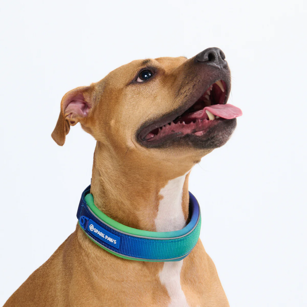 Cushioned Martingale Collars - Image 30