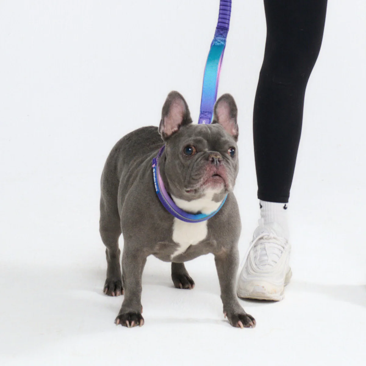 Multipurpose Seatbelt Handsfree Leash & Poop Bag Holder Set - 90s Retro - Image 8