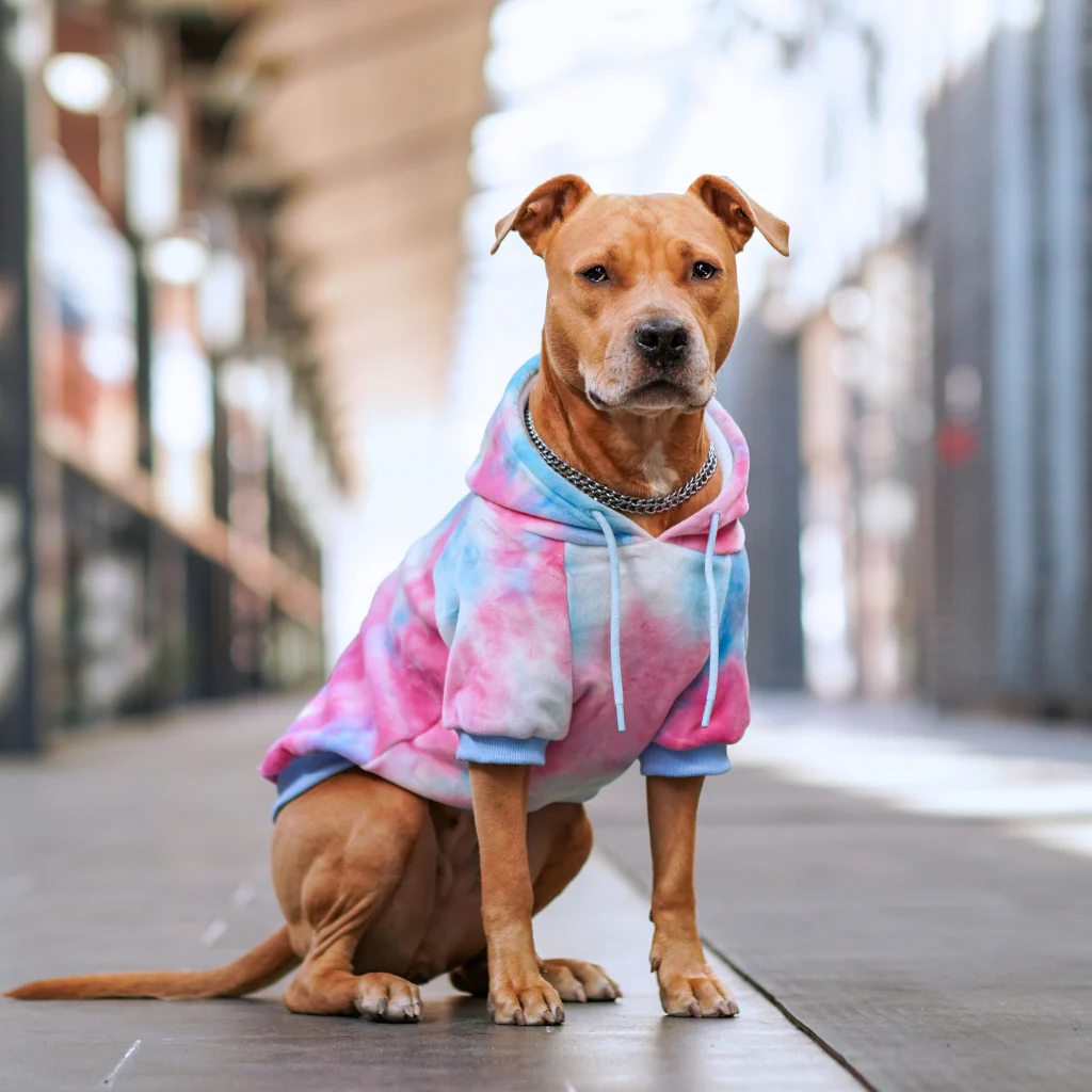 Velvet Dog Hoodie - Snow Cone - Image 12