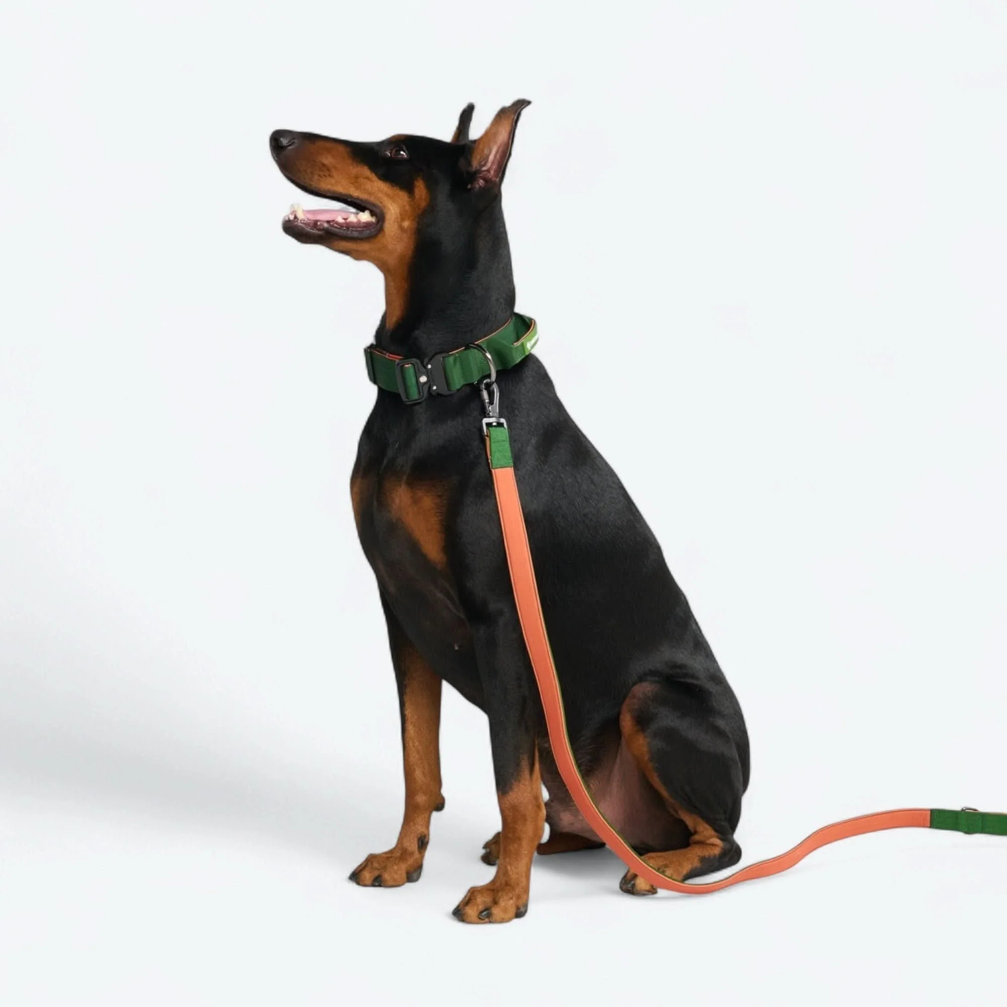 Comfort Control Dog Collar Sets - Image 74