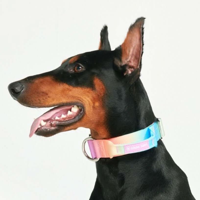 Comfort Control Dog Collars - Image 16