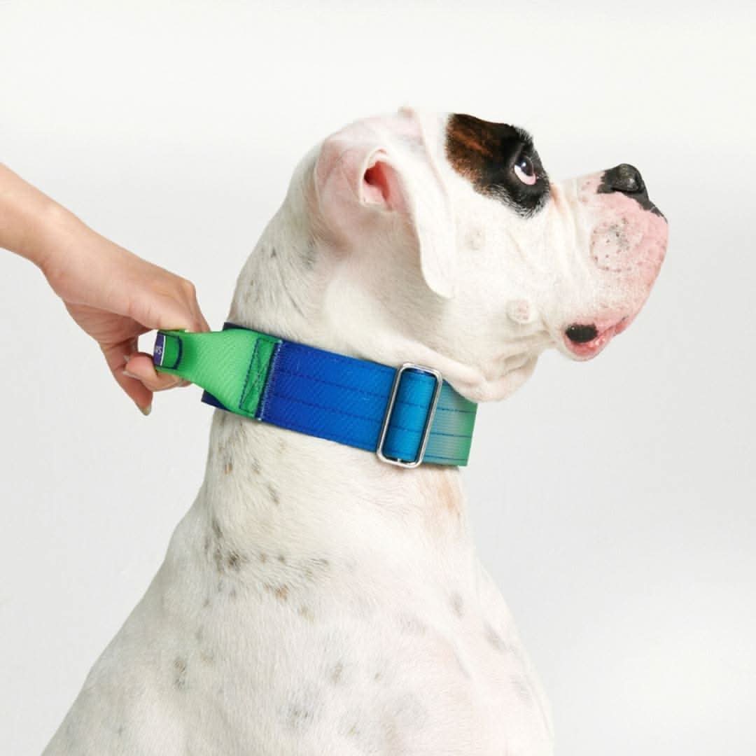 Comfort Control Dog Collars - Image 29