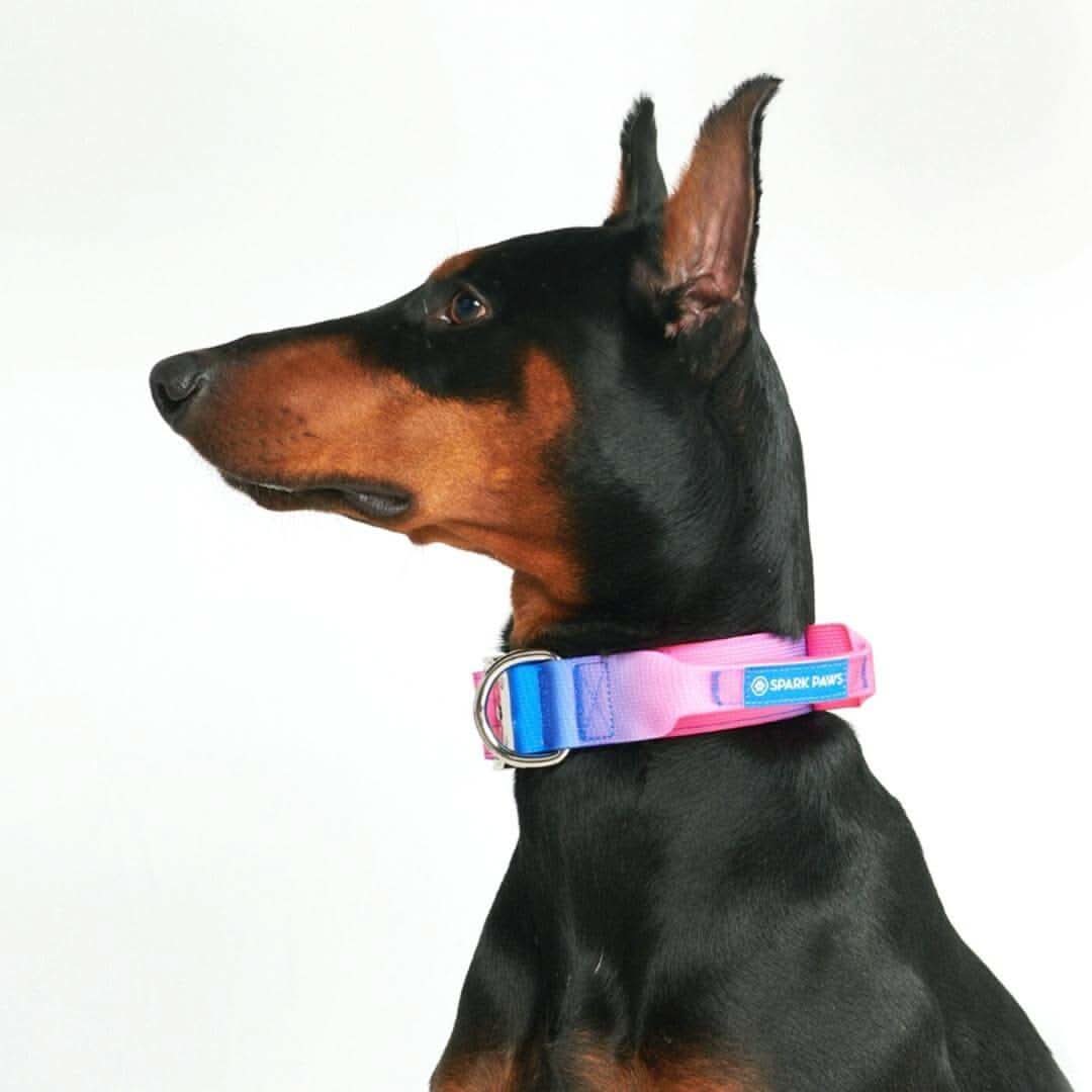 Comfort Control Dog Collars - Image 61