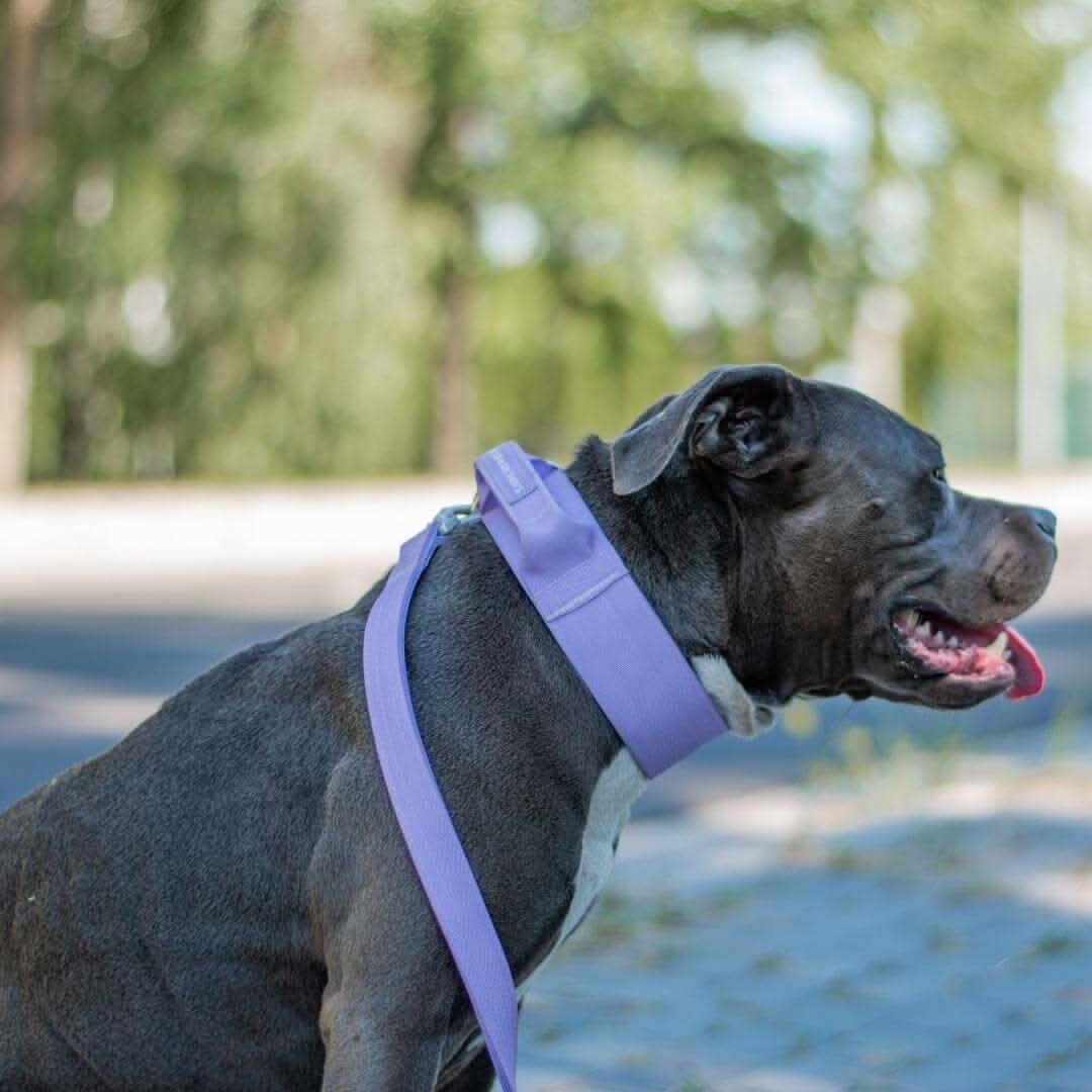 Comfort Control Dog Collars - Image 76
