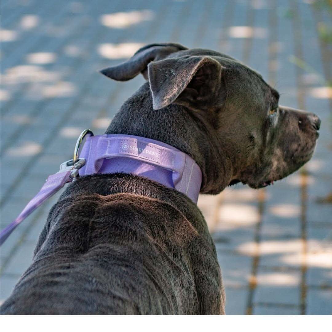 Comfort Control Dog Collars - Image 77