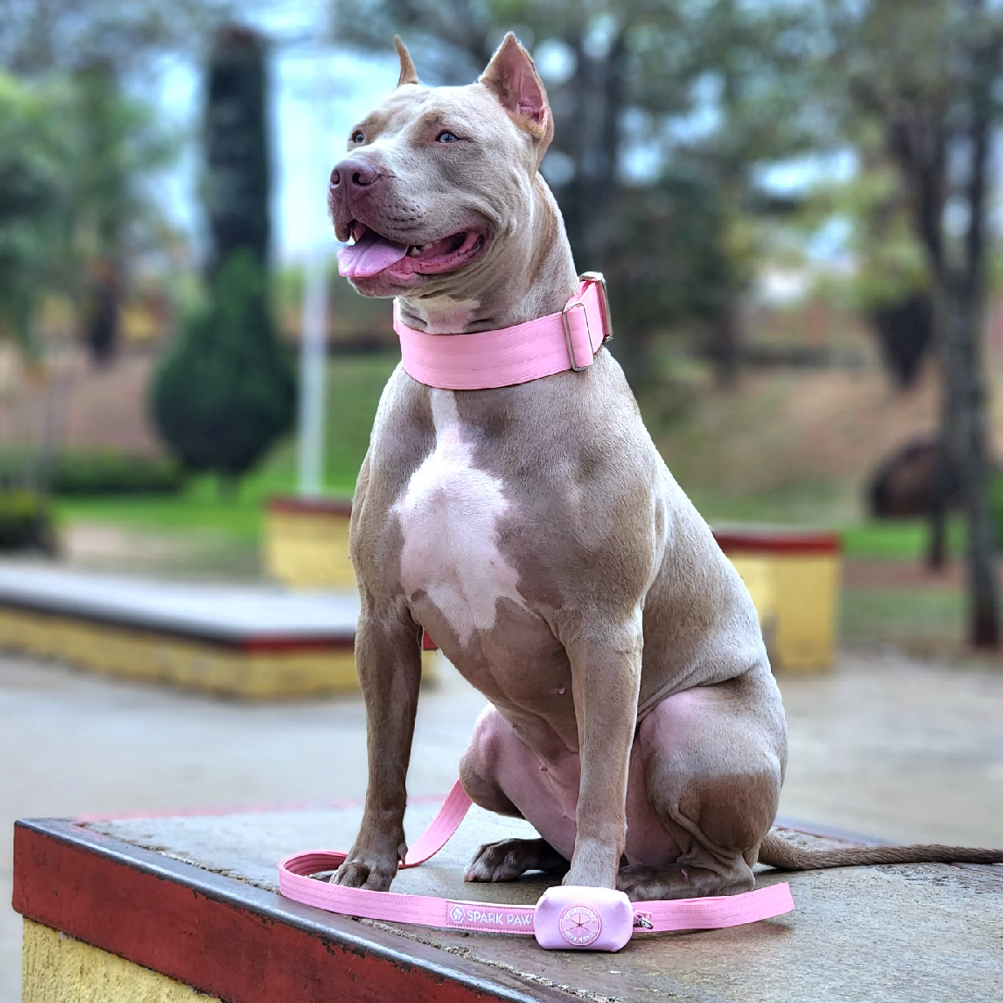 Comfort Control Dog Collar Sets - Image 63